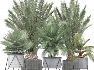 collection of ornamental plants and exotic plants 3D Model