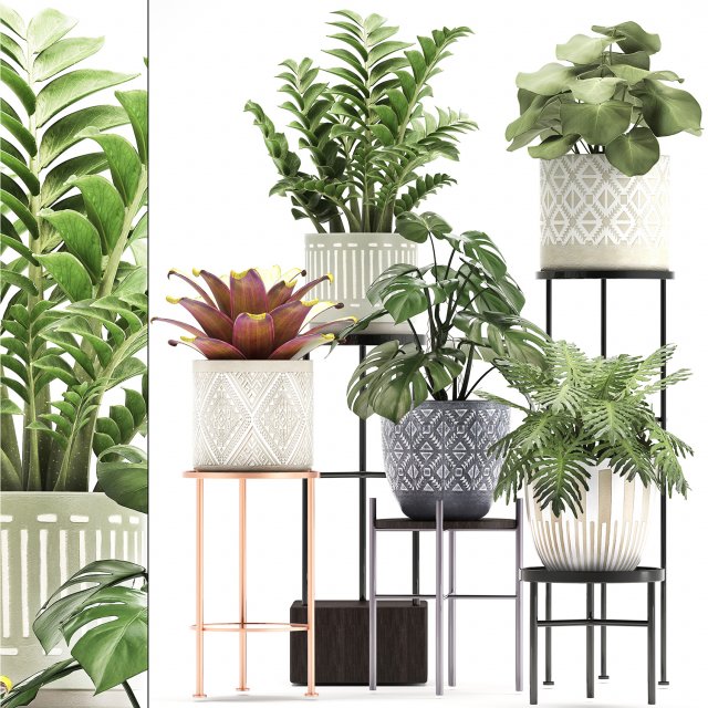 collection of exotic plants Modelo 3D .c4d .max .obj .3ds .fbx .stl .blend 