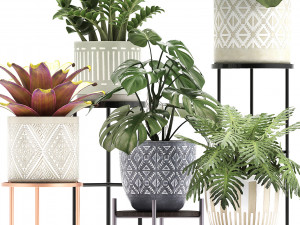 collection of exotic plants Modelo 3D