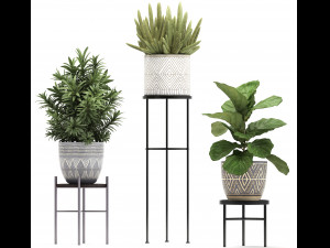 collection of exotic plants 3D Модель