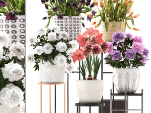 a collection of flowers in pots for the interior 3D Model