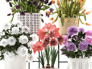 a collection of flowers in pots for the interior 3D Model