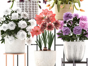 a collection of flowers in pots for the interior 3D Model