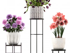 a collection of flowers in pots for the interior 3D Model