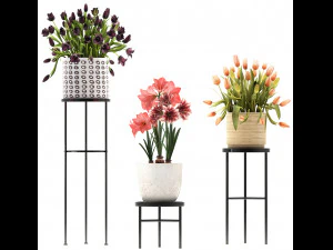 a collection of flowers in pots for the interior 3D Model