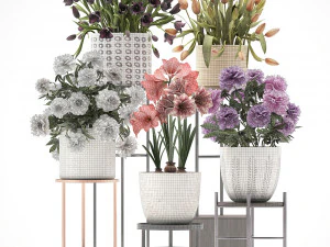 a collection of flowers in pots for the interior 3D Model