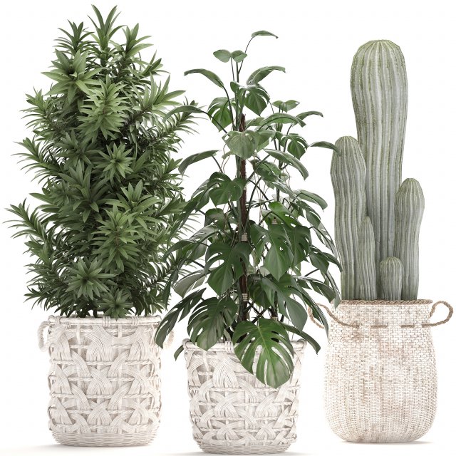 collection of exotic plants Model 3D .c4d .max .obj .3ds .fbx .stl .blend 