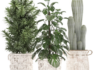 collection of exotic plants Modelo 3D