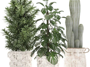 collezione di piante esotiche Modello 3D