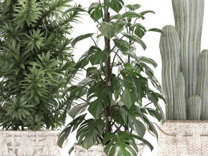 collection of exotic plants Model 3D