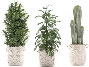 collection of exotic plants Model 3D