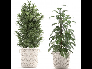 collection of exotic plants Model 3D