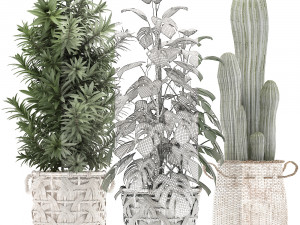collection of exotic plants Model 3D