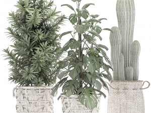 collection of exotic plants Model 3D
