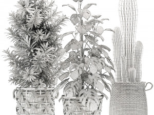 collection of exotic plants Model 3D