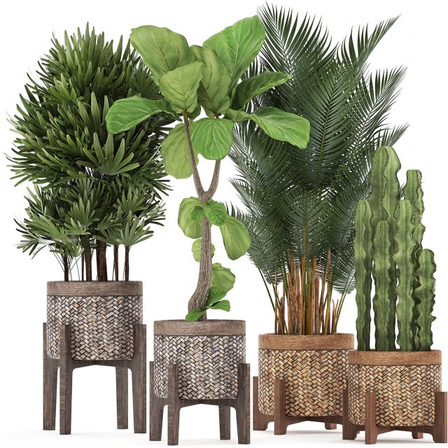 collection of exotic plants Model 3D .c4d .max .obj .3ds .fbx .stl .blend 
