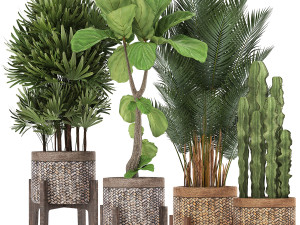 collection of exotic plants Modelo 3D