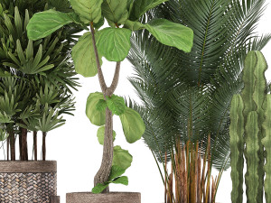 collection of exotic plants Model 3D