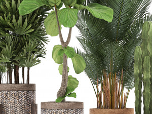 collection of exotic plants Model 3D