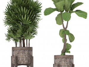 collection of exotic plants Model 3D
