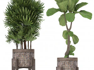 collection of exotic plants 3D Model