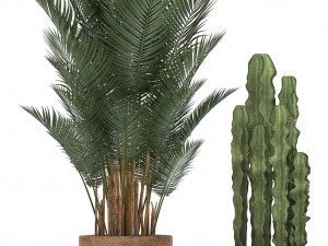 collection of exotic plants Model 3D