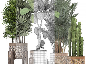 collection of exotic plants Model 3D