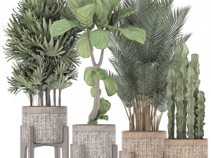 collection of exotic plants Model 3D