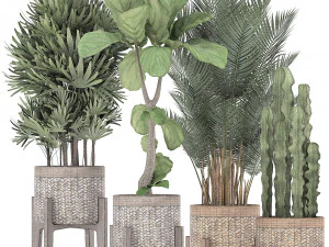 collection of exotic plants 3D Model