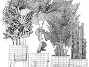 collection of exotic plants Model 3D