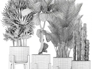 collection of exotic plants 3D Model