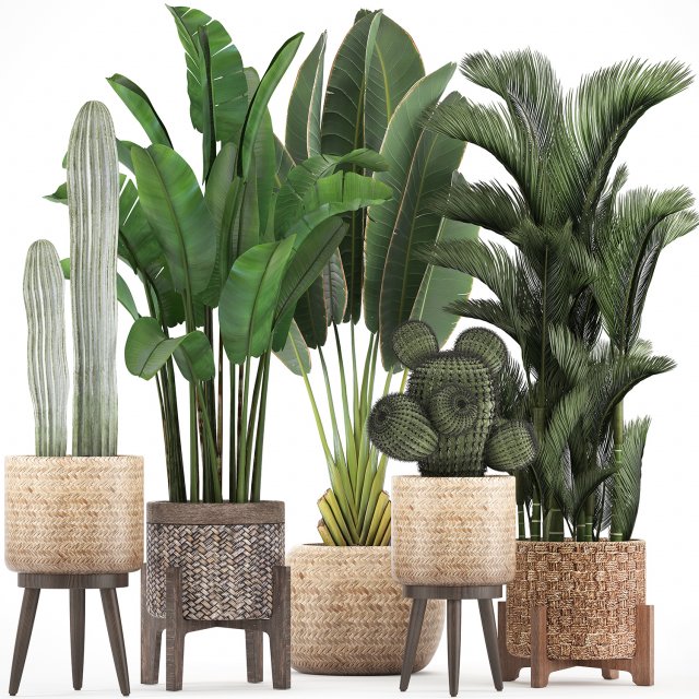 collection of exotic plants 346 Modelo 3D .c4d .max .obj .3ds .fbx .stl .blend 