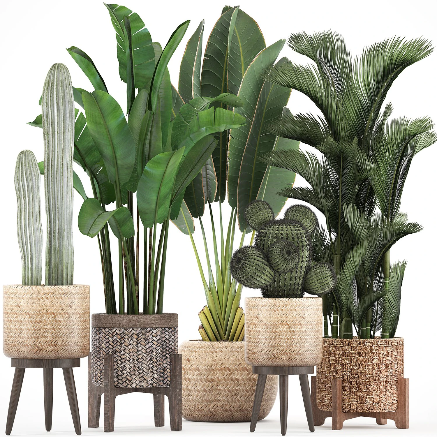 collection of exotic plants 346 3D Model .c4d .max .obj .3ds .fbx .stl .blend 