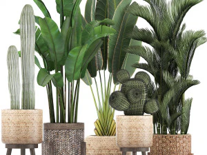 collection of exotic plants 346 3D Model