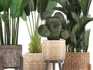 collection of exotic plants 346 3D Model