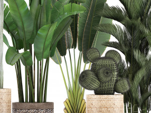 collection of exotic plants 346 Modelo 3D
