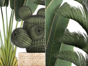 collection of exotic plants 346 3D Model