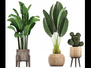 collection of exotic plants 346 3D Model