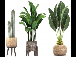 collection of exotic plants 346 3D Model