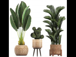 collection of exotic plants 346 3D Model
