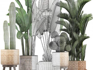 collection of exotic plants 346 3D Model