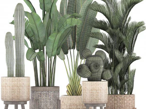 collection of exotic plants 346 3D Model