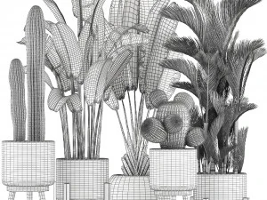 collection of exotic plants 346 3D Model