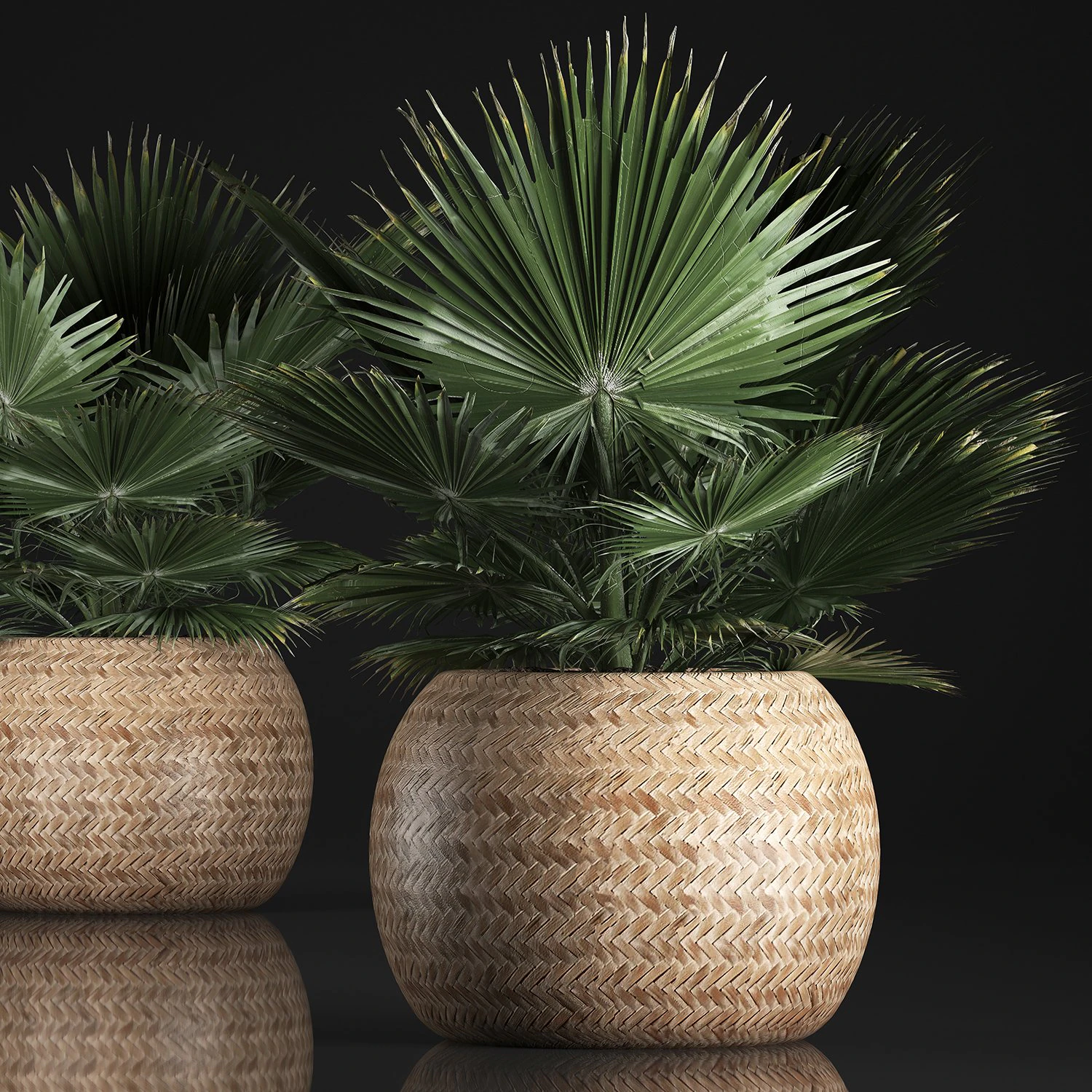 fan palm in the basket 3D Model .c4d .max .obj .3ds .fbx .stl .blend 