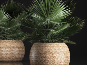 fan palm in the basket 3Dモデル
