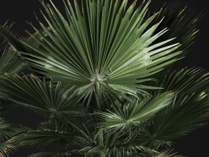 fan palm in the basket Modelo 3D
