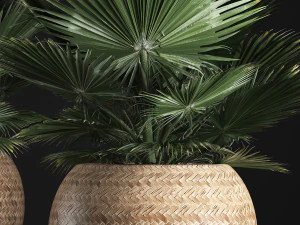 fan palm in the basket 3D Model