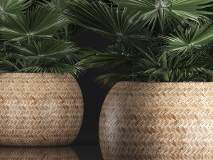 fan palm in the basket Modelo 3D