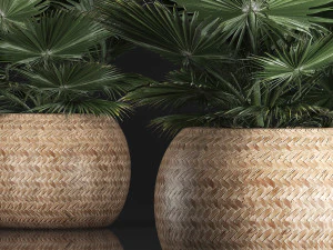 fan palm in the basket 3D Model
