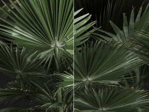 fan palm in the basket Modelo 3D